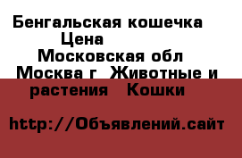 Бенгальская кошечка  › Цена ­ 20 000 - Московская обл., Москва г. Животные и растения » Кошки   